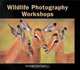 Wildlife Photography Workshops, Steve Toon 