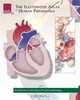 The Illustrated Atlas of Human Physiology, Various 
