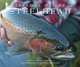 Seasons of the Steelhead, Will Godfrey 