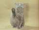 BI-Lexikon. Rasse Katzen, Claudia Muller-Girard 