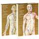 Human anatomy (комплект из 2 книг), M. Prives, N. Lysenkov, V. Bushkovich 