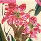 Календарь 2012 (на скрепке). Oriental Flowers, 