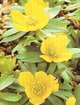 Good Plant Guide, 