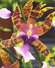 Orchids, Liz Johnson 