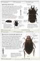 Insects, George C. McGavin 