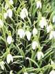 RHS Gardening Month by Month, Ian Spence 