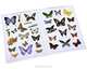 Butterflies, 