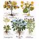 Herbarium, 