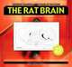 The Rat Brain in Stereotaxic Coordinates, George Paxinos 