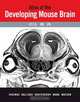 Atlas of the Developing Mouse Brain at E17.5, P0 and P6, George Paxinos 