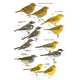 Birds of East Asia: China, Taiwan, Korea, Japan and Russia, Mark Brazil 