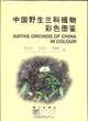 Native Orchids of China in Colour, Singchi Chen 