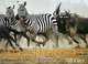 African Odyssey: 365 Days, Anup Shah and Manoj Shah 