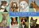 The Blue Book of Dogs: Sporting, Working, Herding, Non-Sporting, Julie Muszynski 