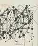 Terry Winters : Paintings, Drawings, Prints, 1994-2004, 