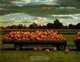 Pumpkins, Ken Robbins 