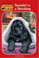 Spaniel in a Stocking, Ben M. Baglio 