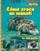 Como Crece un Manati/ A Manatee Calf Grows Up (Scholastic News Nonfiction Readers En Espanol), Katie Marsico 