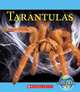 Tarantulas (Nature