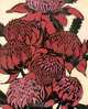 The Prints of Margaret Preston: A Catalogue Raisonne, Roger Butler 