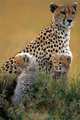 The Circle of life: Wildlife on the African Savannah, Anup Shah, Manoj Shah 