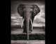 A Shadow Falls, Nick Brandt 