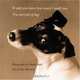 If Only You Knew How Much I Smell You: True Portraits of Dogs, Roy Blount 