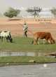 Conflict, Social Capital And Managing Natural Resources: A West African Case Study, 