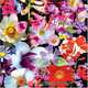 500 Flowers: A celebration of the natural world., 