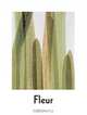 Fleur Olby: Plant Portraits, Fleur Olby 