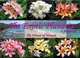 The Exotic Plumeria, a pictorial, Volume 1, Alan W. Bunch 