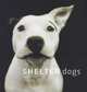 Shelter Dogs, Traer Scott 