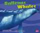 Ballenas/Whales (Pebble Plus Bilingual), Carol K. Lindeen 