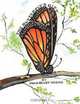 The Butterfly