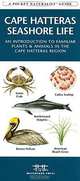 Cape Hatteras Seashore Life: An Introduction to Familiar Plants & Animals in the Cape Hatteras Region, James Kavanagh 