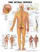 Spinal Nerves Chart: (Laminated), Anatomical Chart 