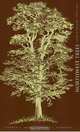 Northwest Trees: Identifying and Understanding the Region