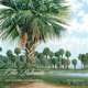 The Palmetto and Its South Carolina Home, Jim Harrison 