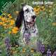 English Setter 2007 Wall Calendar, 